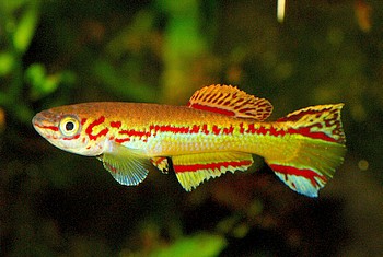 Aphyosemion amieti 022