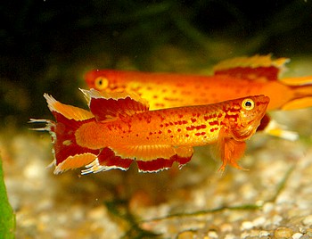 Aphyosemion australe gold 060