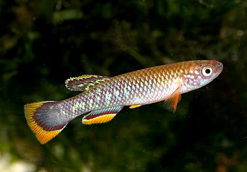 Aphyosemion cinnamomeum Zimtprachtkrpfling 