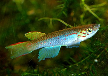 Aphyosemion congicum Schwarzflossiger Prachtkrpfling 