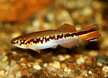 Aphyosemion deltaense 