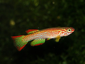 Aphyosemion gabunense