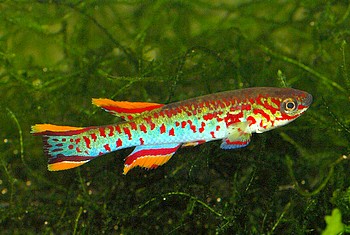 Aphyosemion gardneri nigerianum 025