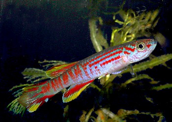 Aphyosemion ogoense, Ogowe-Prachtkrpfling