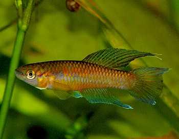 Aphyosemion splendopleure 