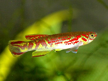 Aphyosemion spoorenbergi 