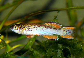 Aphyosemion walkeri, Ghana-Prachtkrpfling