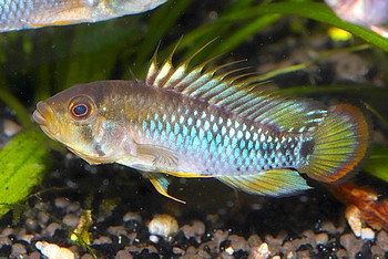 Apistogramma baenschi 