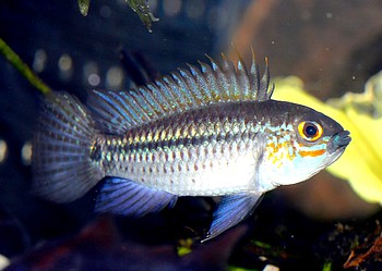 Apistogramma eremnopyge