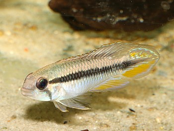 Apistogramma gephyra Gelbkopf-Zwergbuntbarsch 02