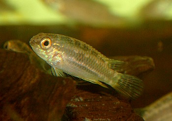 Apistogramma mendezi Schwanzstreifen Zwergbuntbarsch 