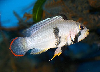 Apistogramma nijsseni Panda-Zwergbuntbarsch 