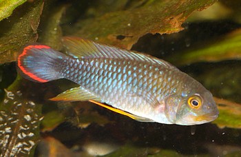 Apistogramma panduro Azur-Zwergbuntbarsch 