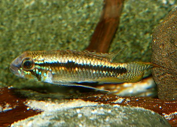 Apistogramma paucisquamis Glanzbinden Zwergbuntbarsch
