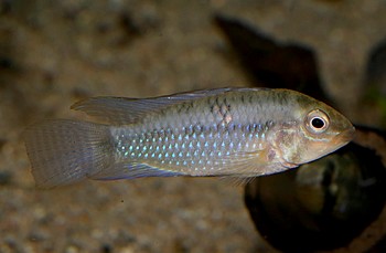 Apistogramma rupununi 