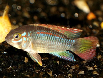 Apistogramma spec. PAPAGEI - NANAY