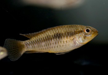 Apistogramma viejita