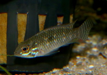Apistogramma wapisana 
