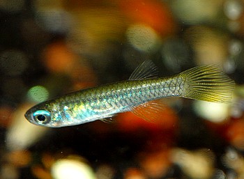 Aplocheilichthys normani