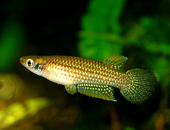 Aplocheilus blockii 11