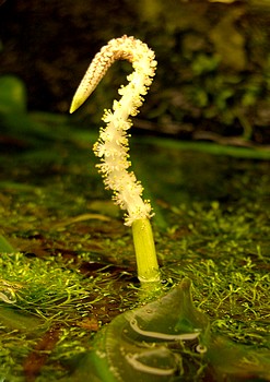 Aponogeton crispus, Krause Wasserhre