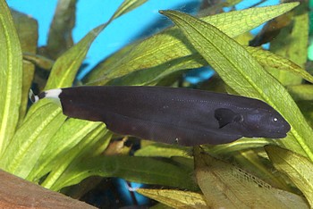 Apteronotus albifrons Weistirn Messerfisch 