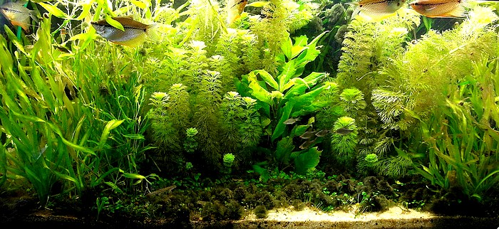 Aquarium 15 Juli 2012