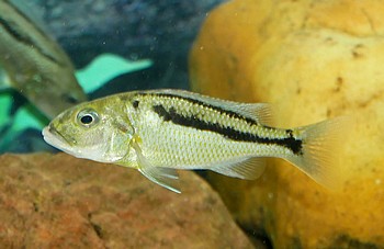 Aristochromis christyi 