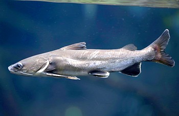 Arius seemani Westamerikanischer Kreuzwels 