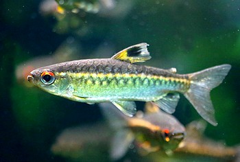 Arnoldichthys spilopterus Groschuppensalmler 