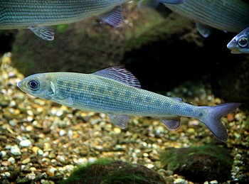 Thymallus thymallus, sche