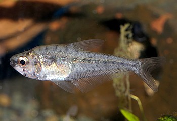 Asiphonichthys condei 