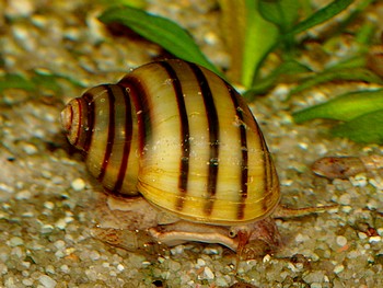 Asolene spixi, Zebra-Apfelschnecke, Süßwasserschnecke Asolene spixi, Zebra-Apfelschnecke, Süßwasserschnecke