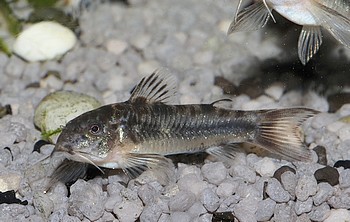 Aspidoras spilotus Gefleckter Schmerlenpanzerwels 