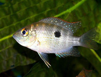 Astaheros robertsoni