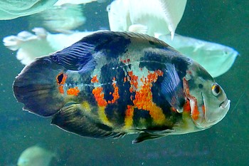 Astronotus ocellatus Pfauenaugenbuntbarsch 