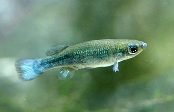 Ataeniobus toweri Towers Hochlandkärpfling 01