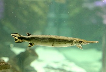 Atractosteus tropicus 