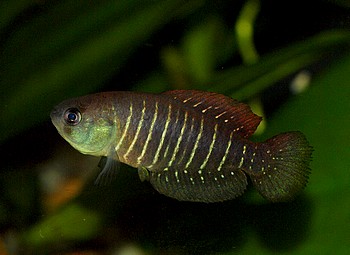 Austrolebias arachan 