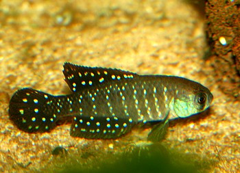 Austrolebias juanlangi 