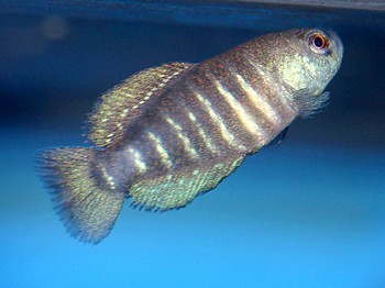Austrolebias paucisquama 