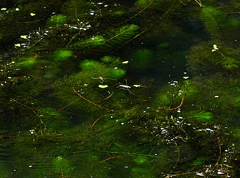 Myriophyllum spicatum, Tausendblatt