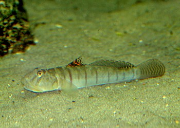 Awaous strigatus Schmetterlingsgrundel