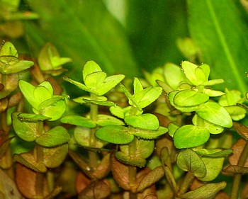 Bacopa caroliniana, Groes Fettblatt
