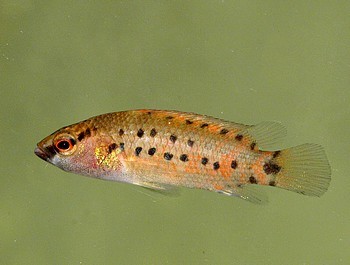 Badis assamensis 