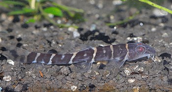 Barbucca diabolica Teufelsschmerle 