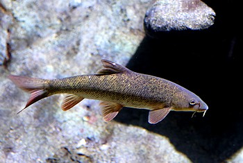 Barbus plebejus Sdbarbe