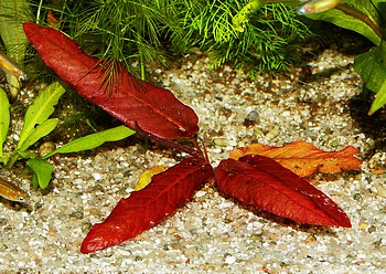 Barclaya longifolia, Langblttrige Barclaya