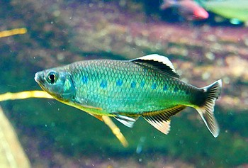 Barillus canarensis Jerdons Schlankbarbe 