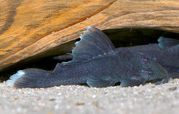 L 239 Baryancistrus beggini